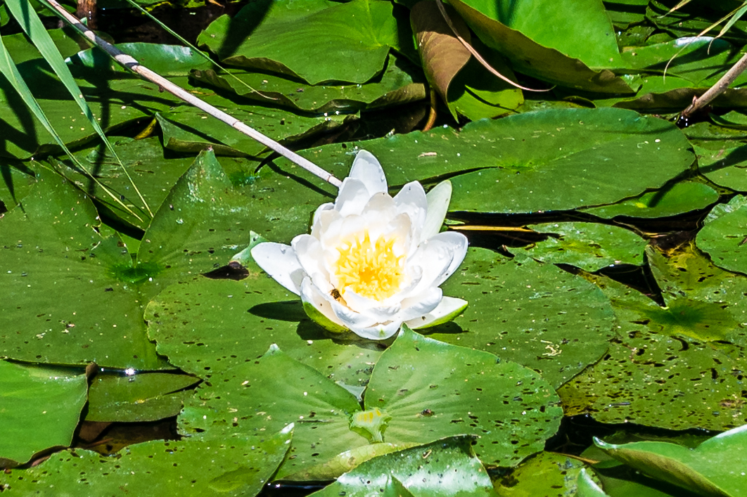 Kajaktour Leutstettner Moos 21.08.2022